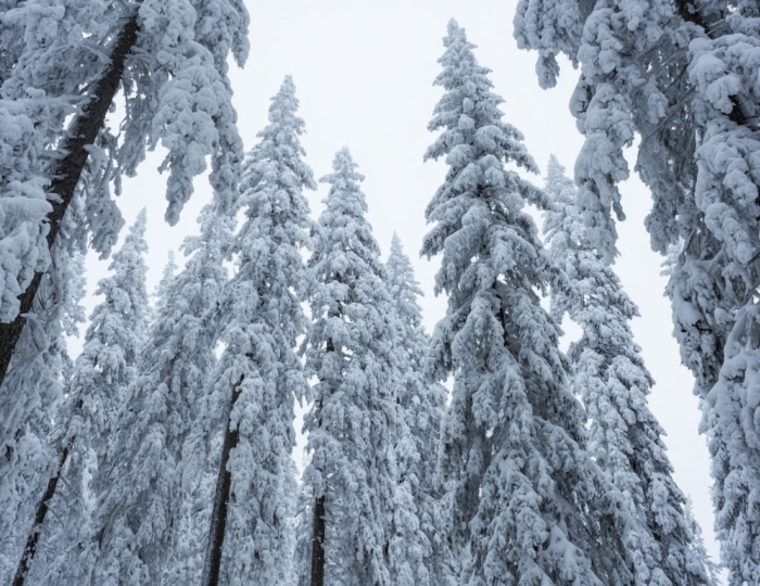 Макарьев день - весноуказчик. 1 февраля. Народная примета. - Вызов Деда Мороза и Снегурочки 2025-2026